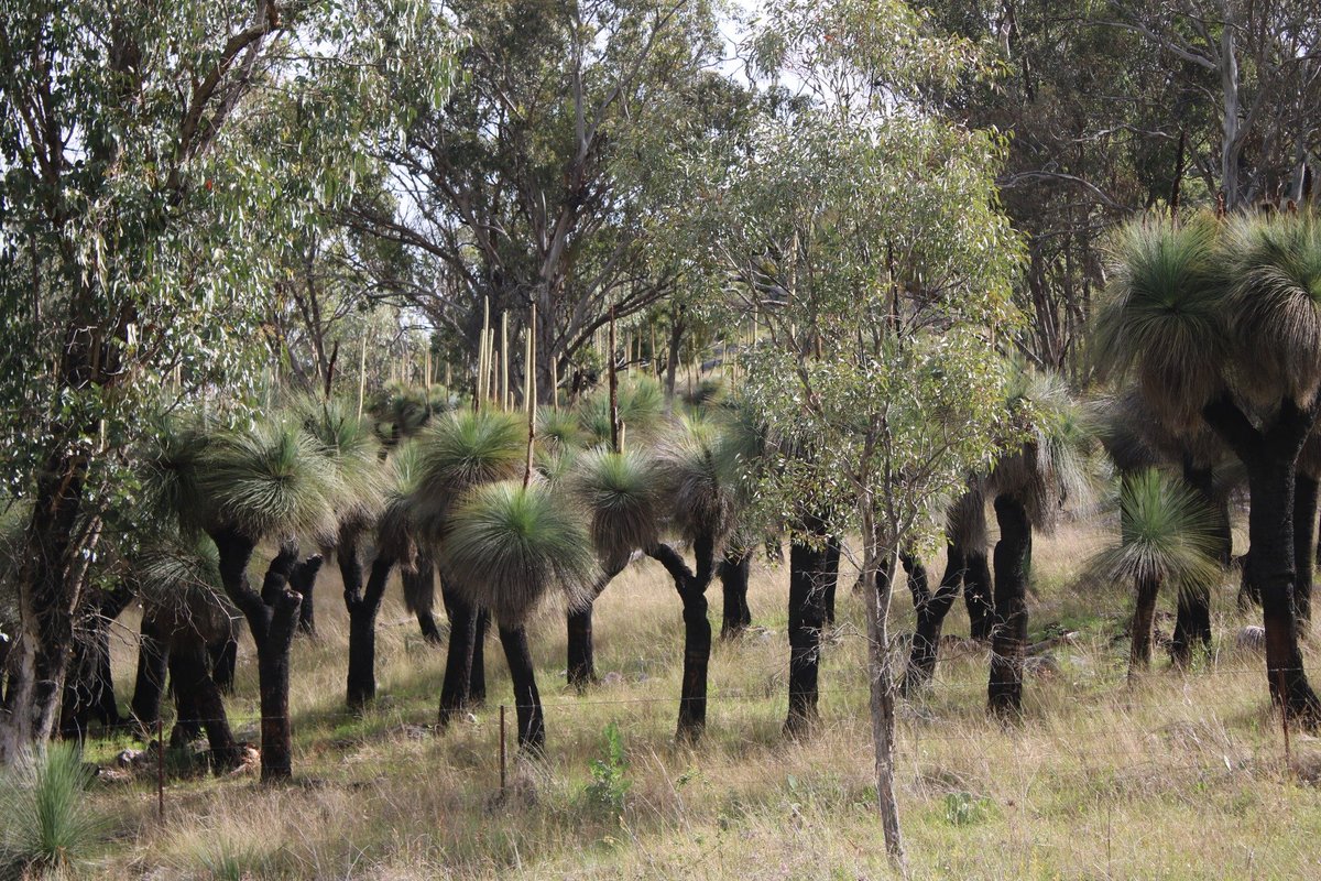 Who says Grass Trees need fires to flower?* Mass flowering at a stand that hasn't burnt in decades (nearest fire was in 2019)

(*yes, more than likely will flower after a fire, but also when conditions allow)