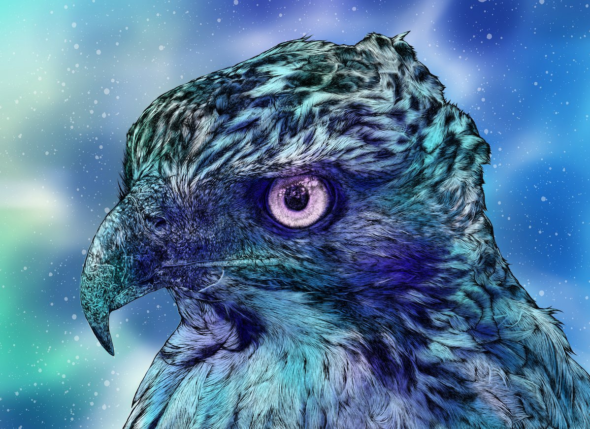 riverkg17's tweet photo. クマタカのイラストが出来上がりました。#動物画 #鳥のイラスト #猛禽類 #イラストレーションアート https://t.co/A7PvDMisF2