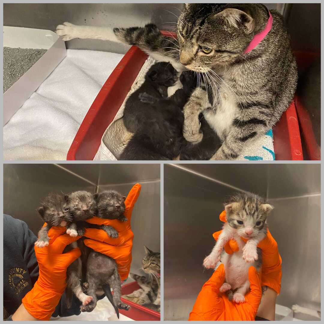 ❤️RESCUE AND PLEDGES NEEDED ❤️
This sweet Mom arrived at the shelter on 9/18/24 and gave birth on 9/29/24. Sadly two of the babies died 😥 
Please Share and Pledge to help this Mommy and her remaining 4 babies find Rescue! Please help if you can 🙏
*GOAL… ift.tt/fvwraIl