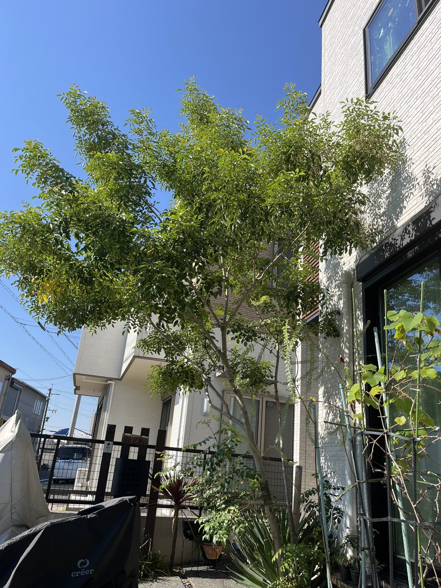 umf_mac's tweet photo. 今年最後の祝日
10月とは思えない気温
名古屋は現在27℃
昨日は息子の野球練習に
参加して日焼け
今日は冬支度の為
庭の植物達を剪定
出て来た太めの枝は再来週のBBQに
使う為乾燥させる https://t.co/UdYeBbO1nH
