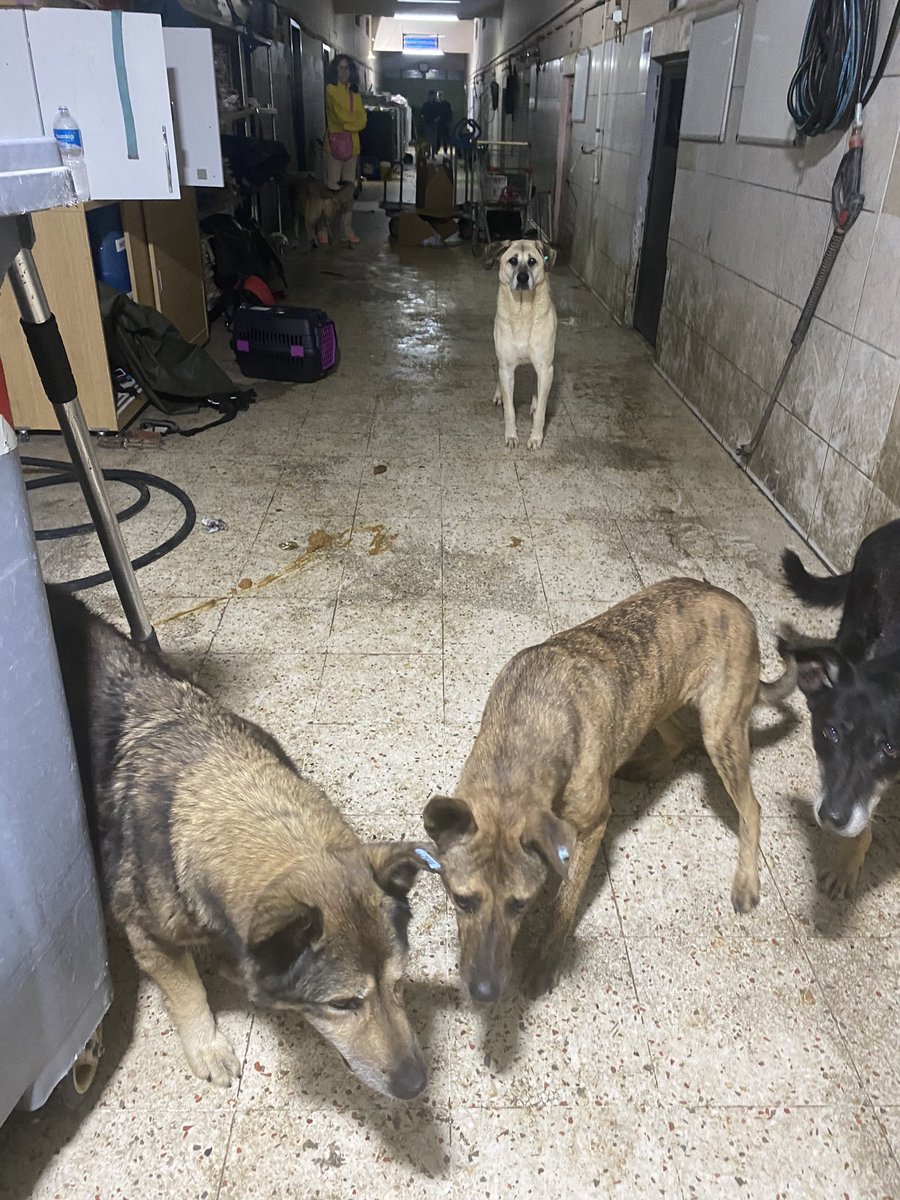 Saat 06.40 an itibariyle ümraniye ölüm  barınağında tek bir köpek kalmadı 🤲🏻🙏🏼 
#ÜmraniyedeKatliamVar #ÜmraniyeZulümBarınağı #YasayiGeriÇekAYM #AYMKatliamaDurDe