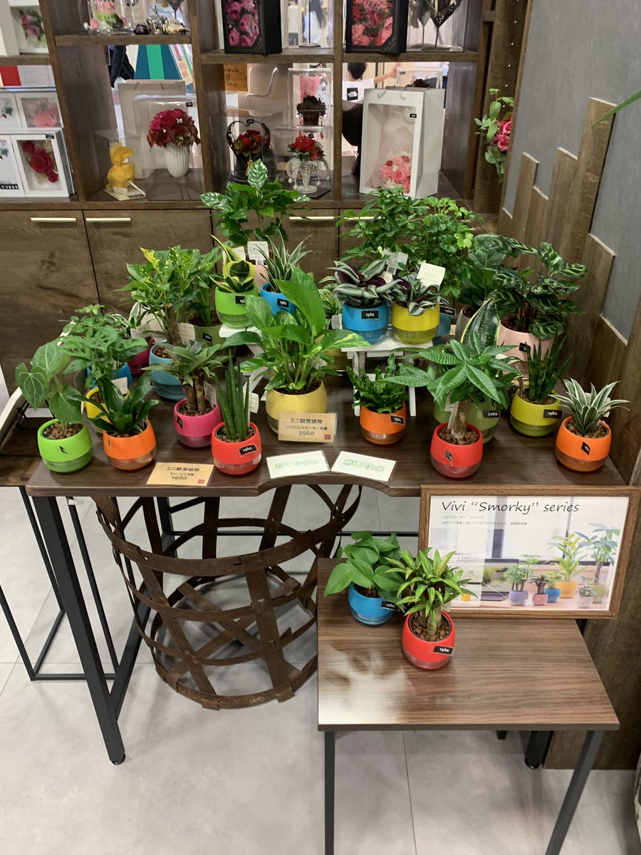 ALPHA_FLORIST's tweet photo. かわいいミニ観葉植物🪴入荷しです
#滋賀
#彦根
#ビバシティ彦根 https://t.co/Swi0AM9TTD