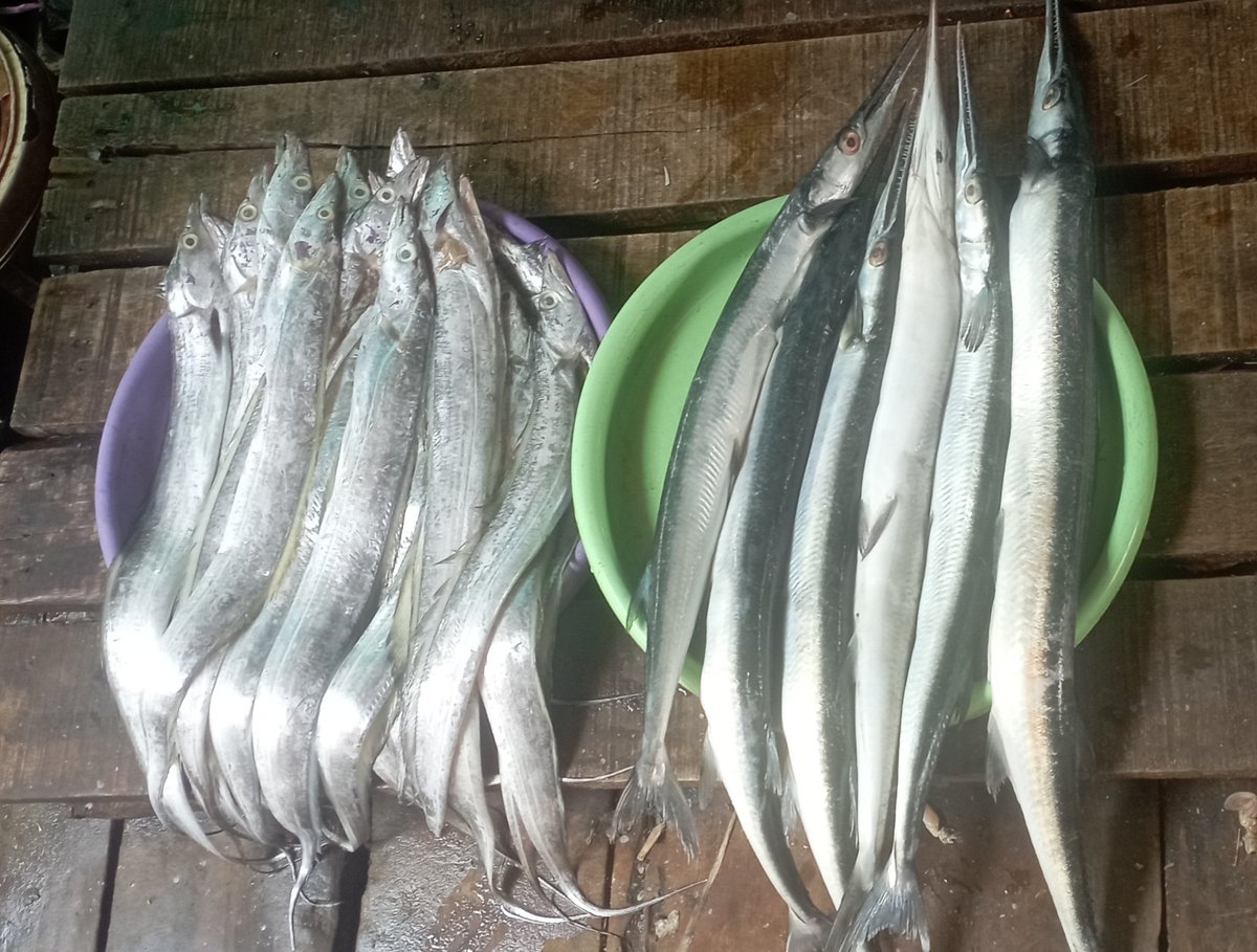 Darius Maloring tweet media