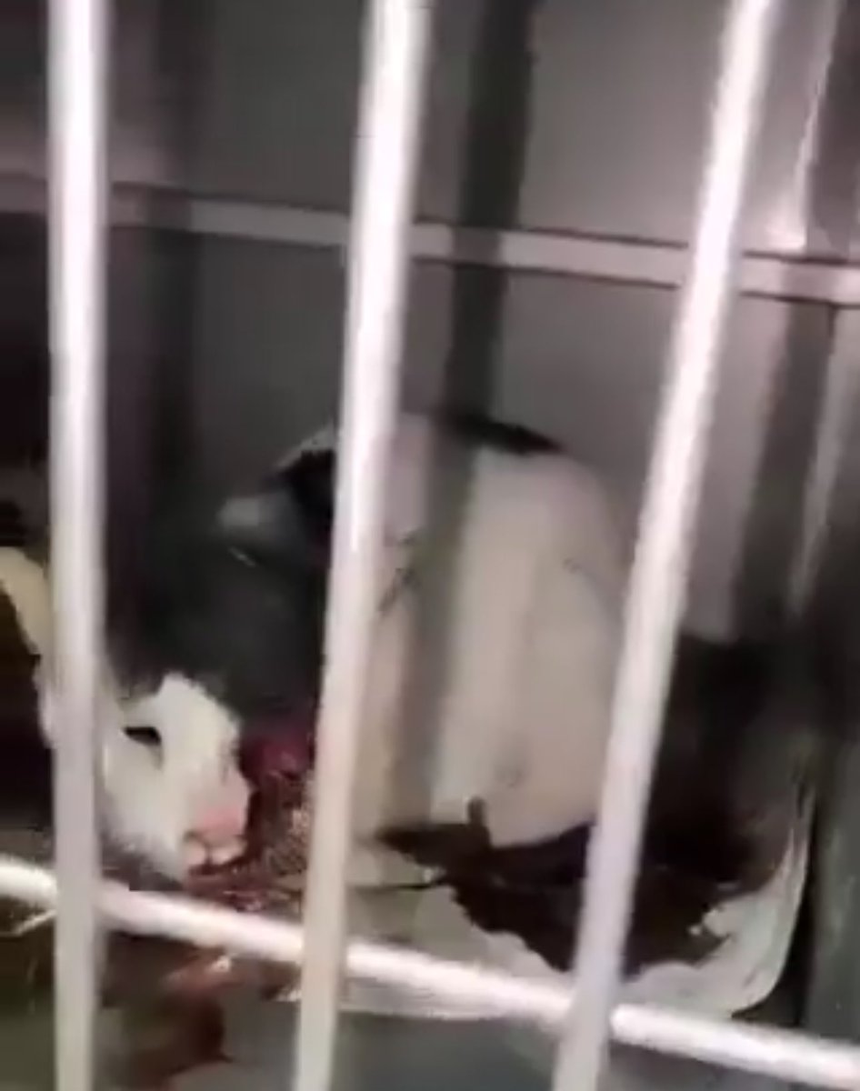 Mesela;
Sizinle aynı Allah’a ve kitaba mı inanıyoruz? 
Benim inandığımla sizin inandığınız aynıysa bu ne yaman çelişki !!! 
Bu olanlar hangi kitapta var ve hangi vicdana sığıyor ? 

 #ÜmraniyedeKatliamVar
#GebzedeKatliamVar