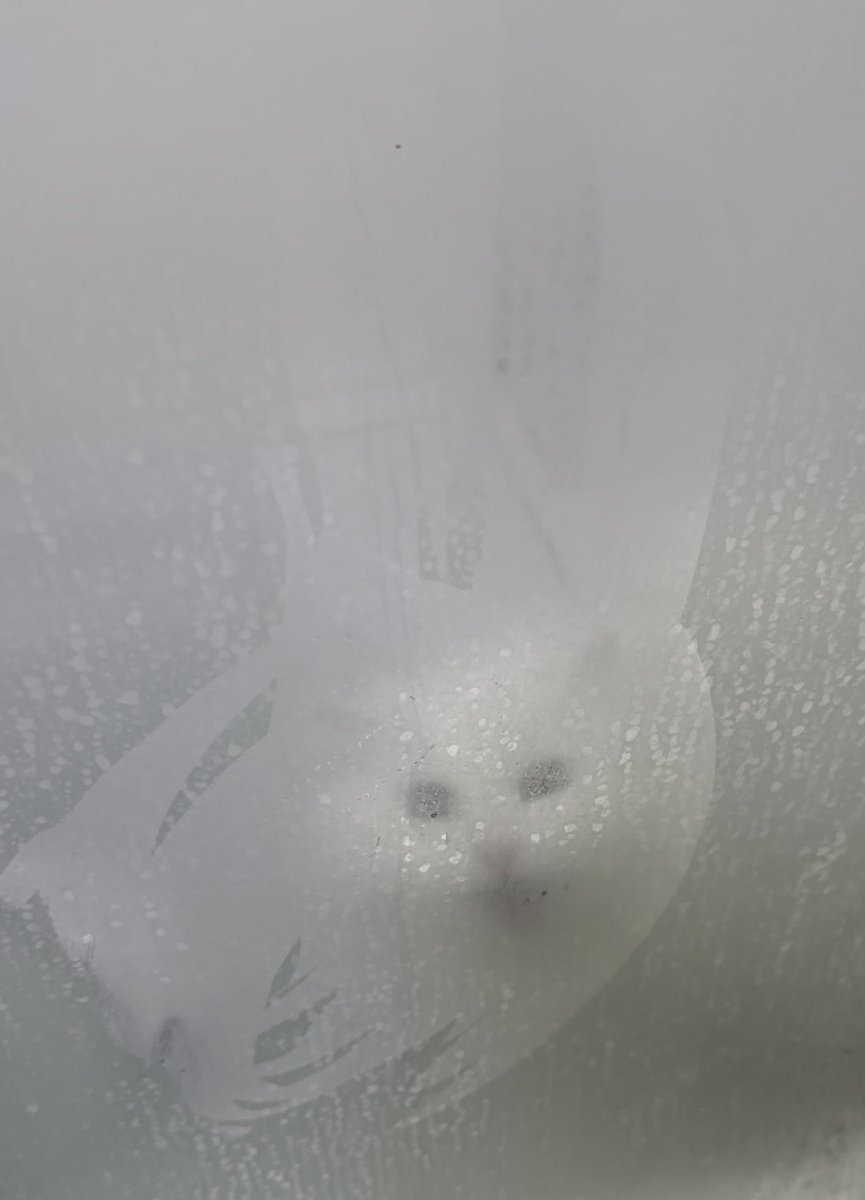 เรื่องราวของแมวขายตุวนึงที่เพิ่งเคยเห็นแม่อาบน้ำร้อนจนกระจกขึนฝ้ามองจากข้างนอกไม่เห็น ทึกทักเอาว่าแม่ตุยแน่เลยตะกุยกระจกกรี๊ดไม่หยุด ขวัญเสียมาก ขอบจัยมากลูกที่รักแม่มากขนาดนี้แม้ว่าจาไม่ค่อยฉลาดเท่าไหร่ 😔