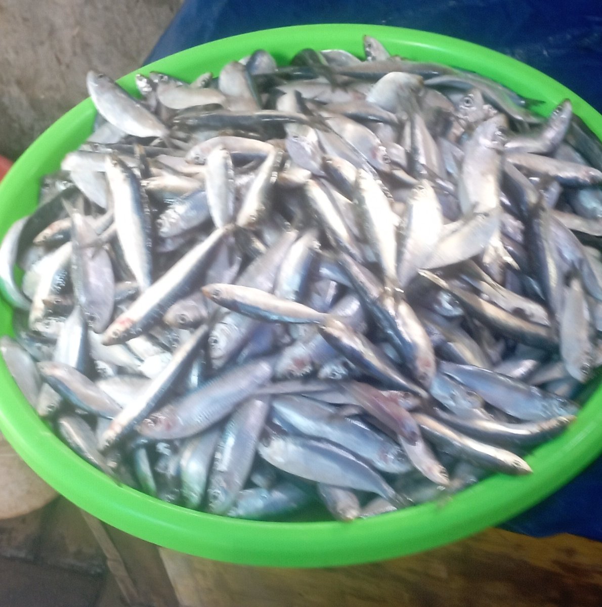 Darius Maloring tweet media