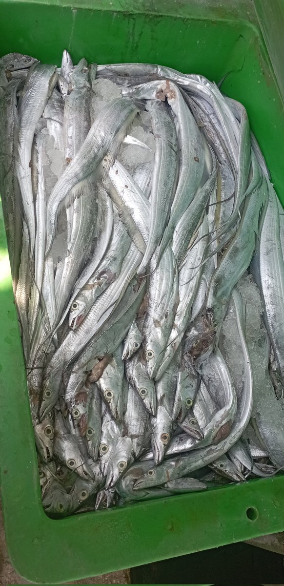 Darius Maloring tweet media