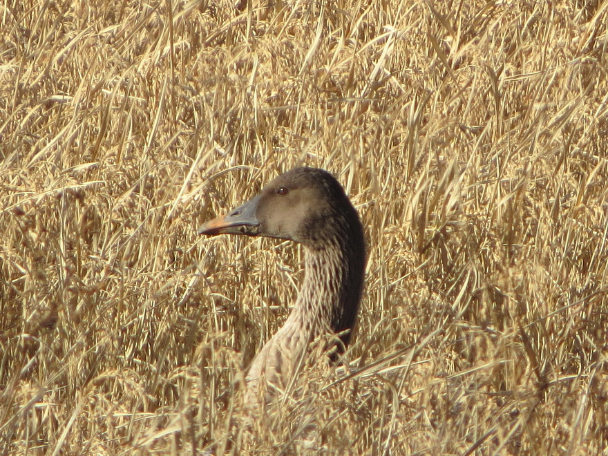 birderkashiwa's tweet image. 関東地方で唯一のヒシクイの越冬地をめぐる近年の変化をブログでリポートしています。よろしかったらご覧ください。
江戸崎で越冬するオオヒシクイの変化 plaza.rakuten.co.jp/kachoiroiro/di… #r_blog