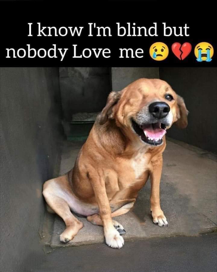 Happy Dog tweet media
