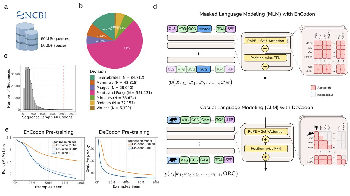 A Suite of Foundation Models Captures the Contextual Interplay Between Codons

biorxiv.org/content/10.110…

In the canonical genetic code, many amino acids are assigned more than one codon. Work by us and others has shown that the choice of these synonymous codon is not random, and