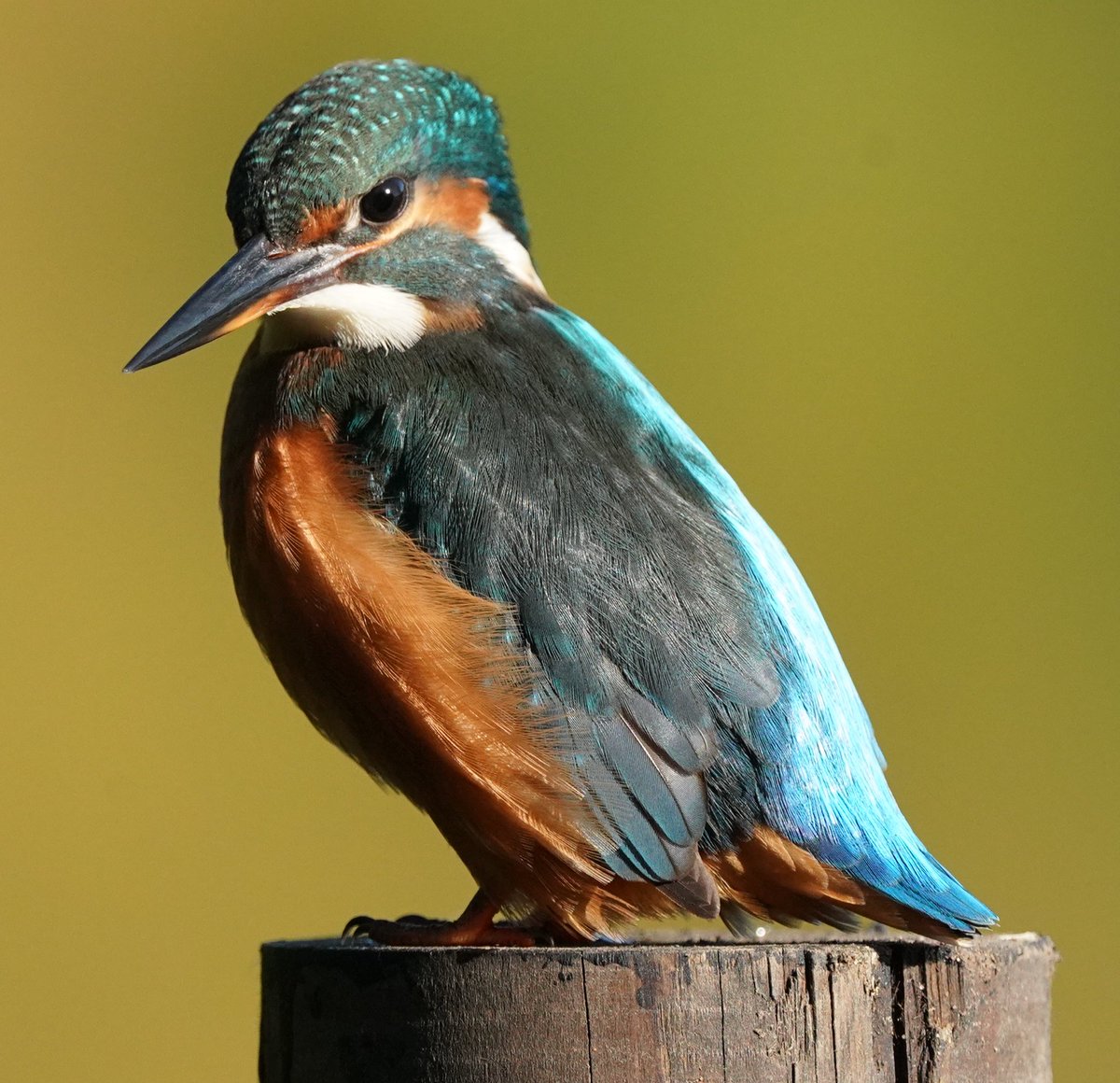 Waiting patiently …