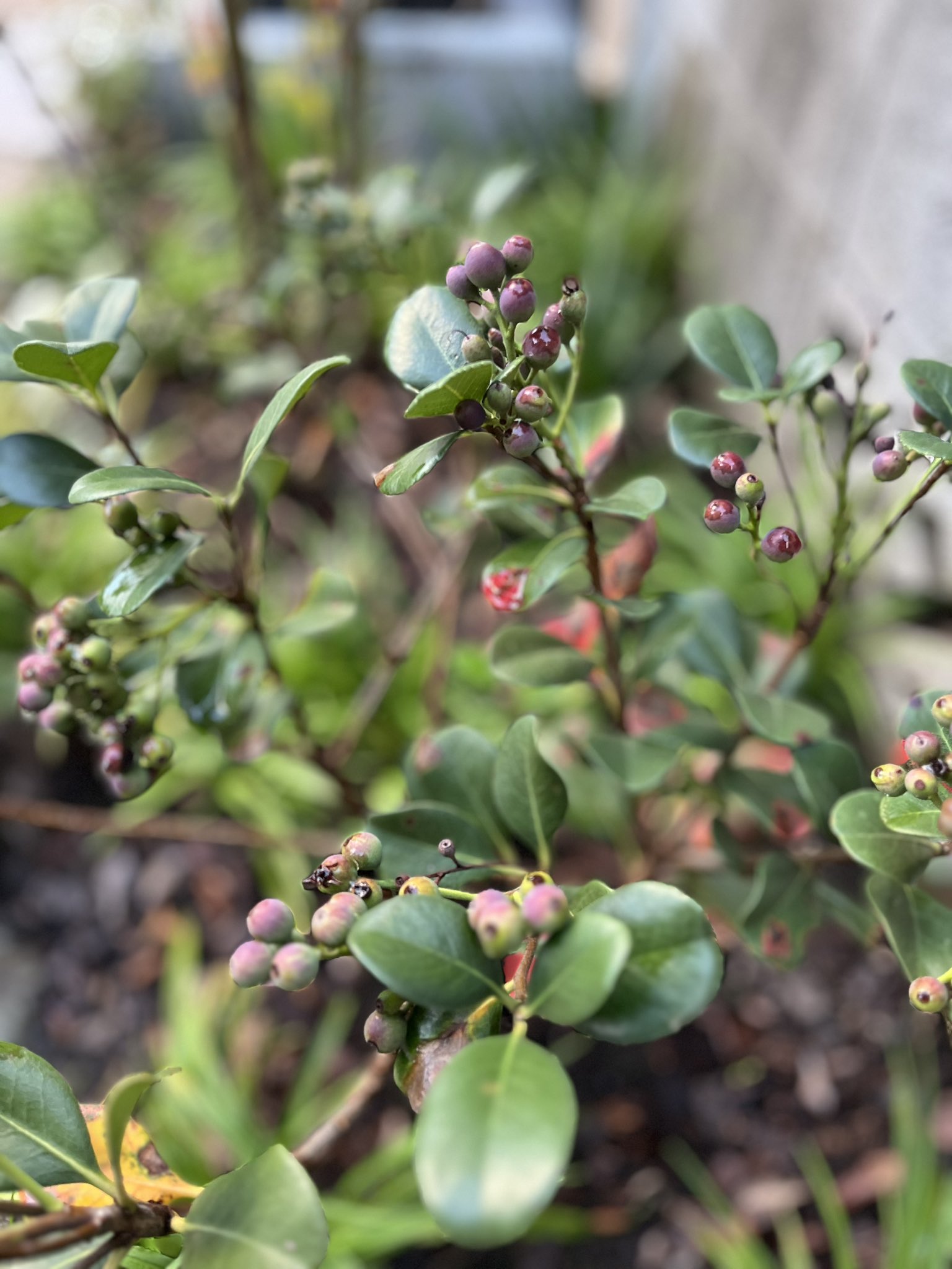 南天の実 - Search / X