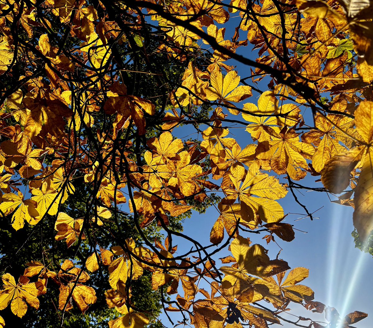 Glasgow’s a pure riot of colour this morning 🍂🍁 #Glasgow #Kelvingrove