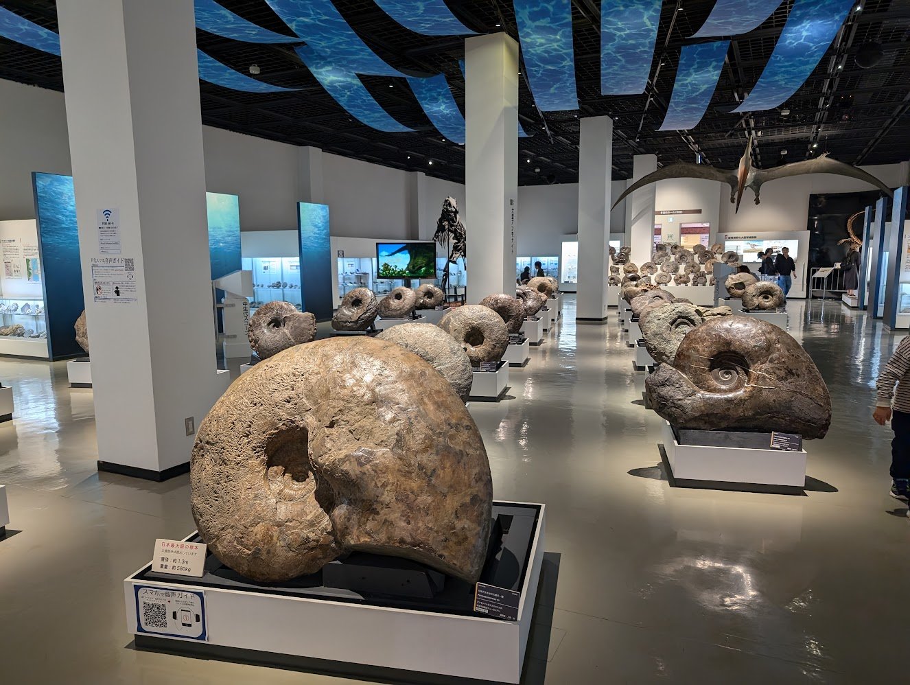 巨大な北海道のアンモナイト(博物館級 AKARENGA
