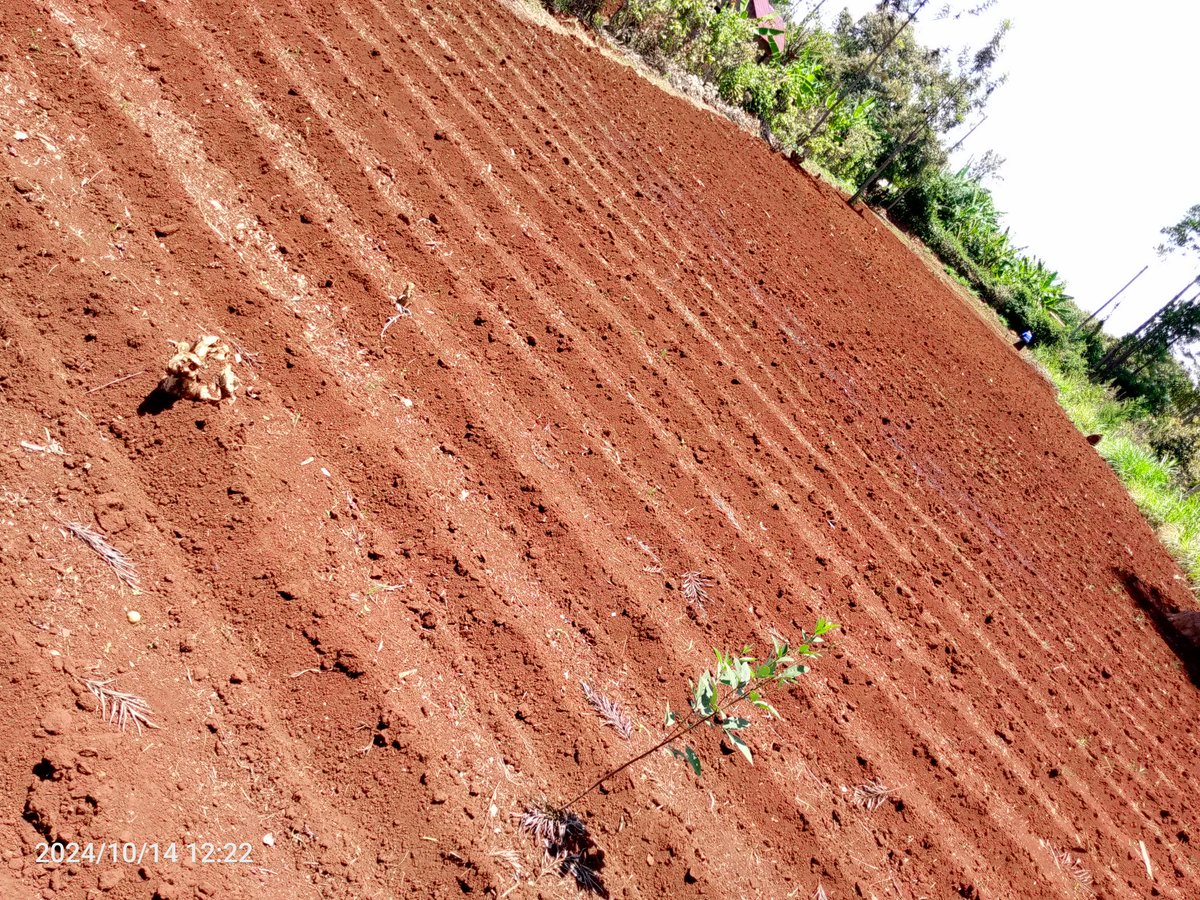 gracious_farm's tweet image. Finally 😃 farm preparations done ✅
#chaomkulima
#seedpro
#beansfarming