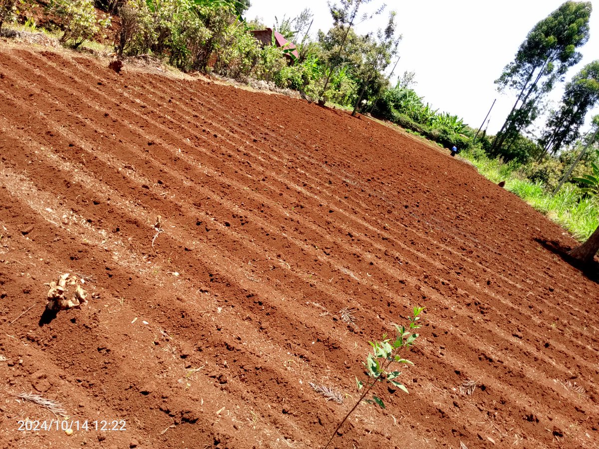 gracious_farm's tweet image. Finally 😃 farm preparations done ✅
#chaomkulima
#seedpro
#beansfarming