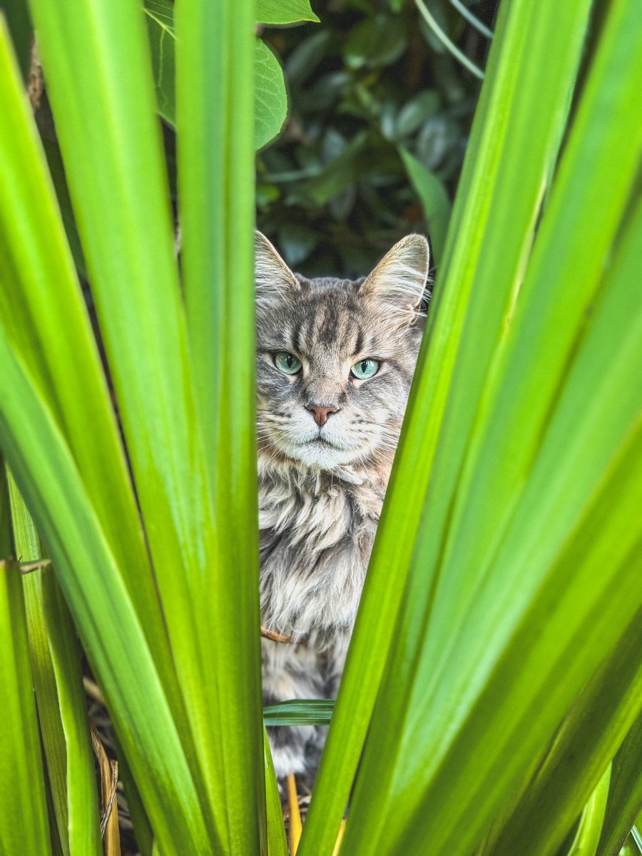 Natcadders's tweet photo. @jonmahonshow my pet is Merlin the Maine coon. https://t.co/Sz8q0U20dJ