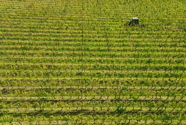 Harpers Wine (@harperswine) on Twitter photo English sparkling producer <a href="/RidgeviewWineUK/">Ridgeview Wine</a> begins 2024 harvest after ‘challenging’ year - Harpers Wine & Spirit Trade News harpers.co.uk/news/fullstory… English sparkling producer <a href="/RidgeviewWineUK/">Ridgeview Wine</a> begins 2024 harvest after ‘challenging’ year - Harpers Wine & Spirit Trade News harpers.co.uk/news/fullstory…