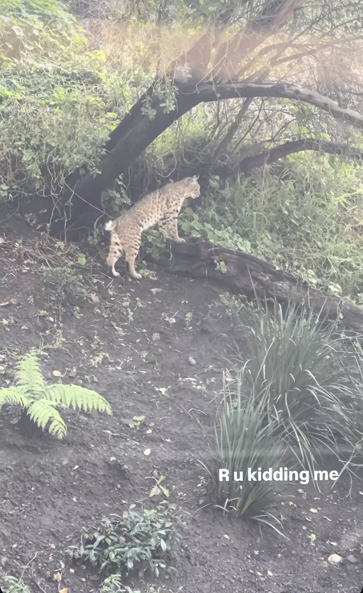 HoneyGirlGrows's tweet photo. In the #LA garden we currently tend/ orchard we’re about to install (also about 20 deer cruise thru, often). So, do I need to get staff a giant bell? Whistles?  I was proud we’d fended off squirrels, mice and rats from eating all, not ready for P-23. #ThisIsLA #Gardening #Garden https://t.co/k7V5dXHMai