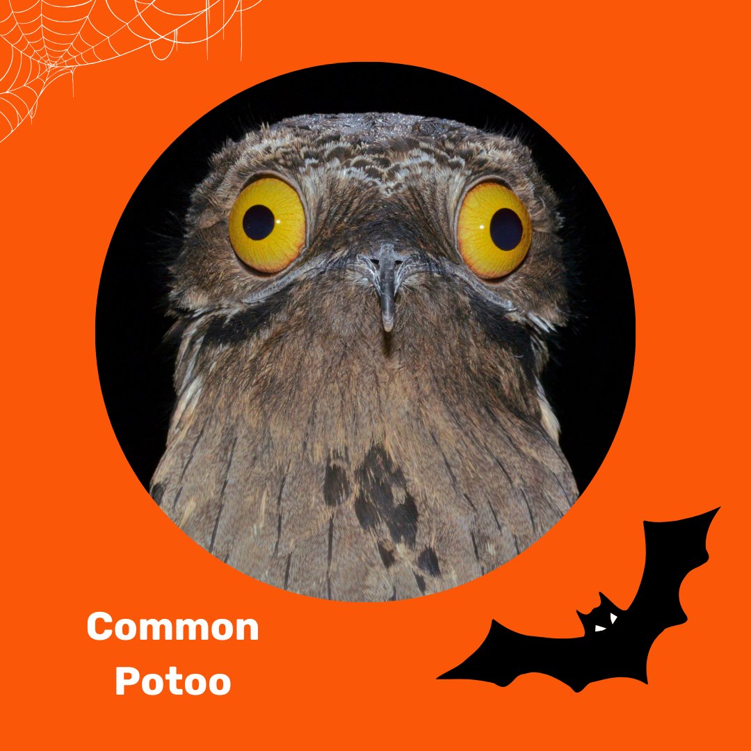 What is that??

A very spooky bird, the Common Potoo! Its nocturnal call sounds like a blood-curdling scream in the middle of the night! No wonder it's known as the Ghost Bird.

What other halloween-theme birds can you think of?

#halloween #halloweenbird #birding