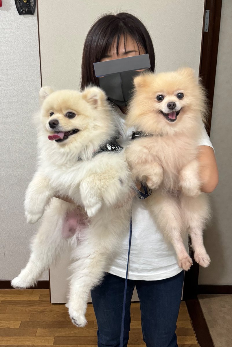 小太郎☆ちょいデカポメラニアン (@kotaro1221una) / Posts / X