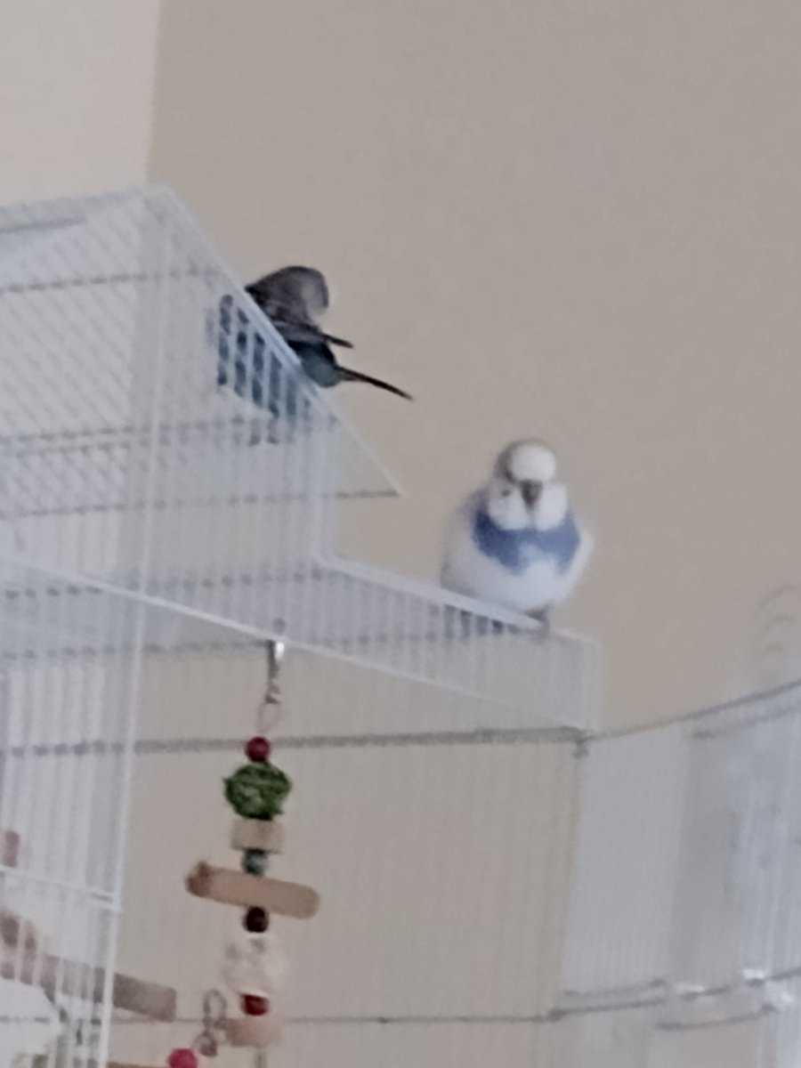 Rip marble 😥😥😥