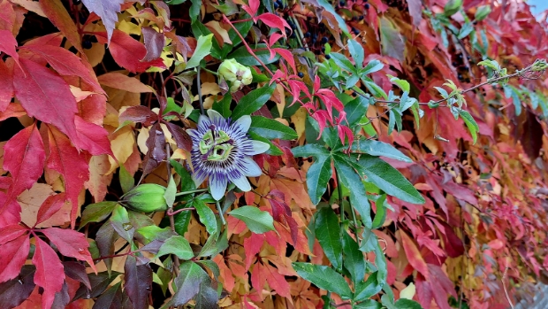 Na fris weekeinde volgt zachte herfstweek met temperaturen boven de 20 graden -  internetbode.nl/reimerswaal/l/…