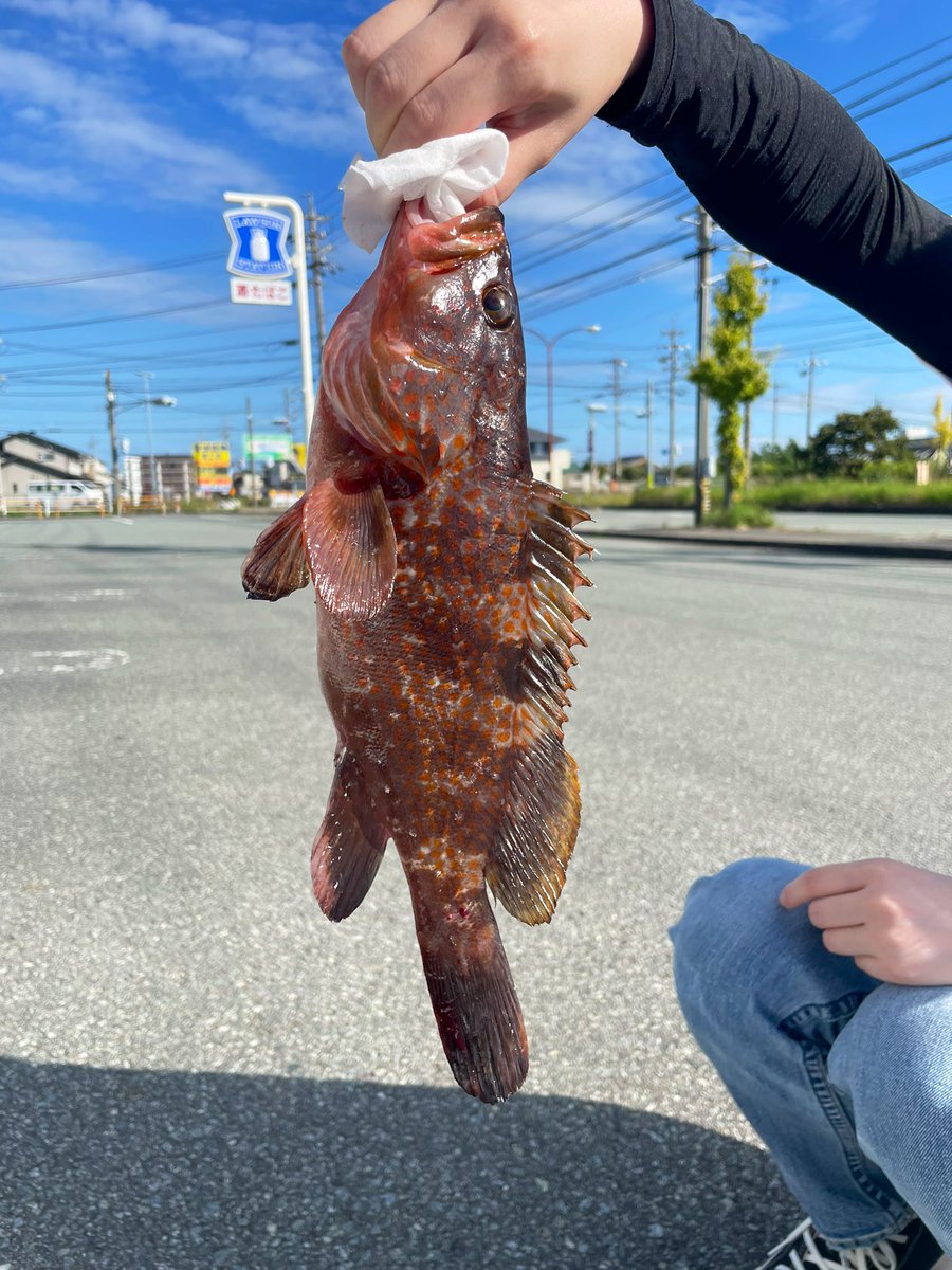 __iv_'s tweet photo. 初キジハタ！嬉しい🐟 https://t.co/fnrDzZGuMN