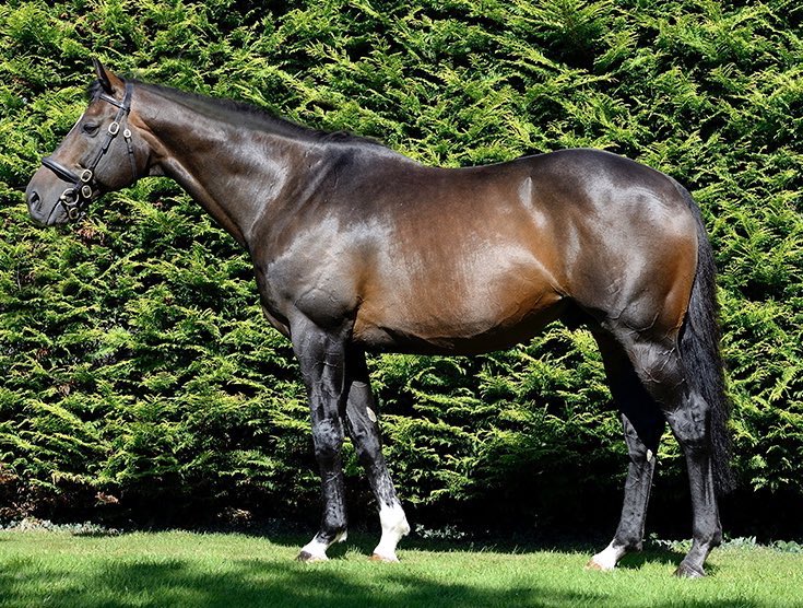RathbarryStud's tweet photo. FULL FORCE GALE (Blue Bresil 📸) made a winning debut in good style @FfosLasRC yesterday, staying on best late for @JohnnyBurke2, @TomGeorgeRacing and Ray Connolly. 🐎💨

Bred by @GeorgePendarves and sold by @BallincurrigHse to @JerrymcGrath as a store for £60k.

Congrats to all! https://t.co/n4VudpdqLg