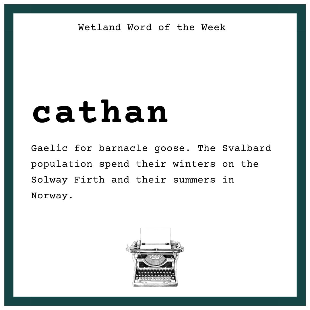 Wetland Word of the Week 🤍

In celebration of the Wild Goose Festival, our word today is CATHAN which is Gaelic for barnacle goose. These special geese spend their winter on the Solway Firth and their summer in Svalbard, Norway. 

#WetlandWordOfTheWeek #WordsForWetlands