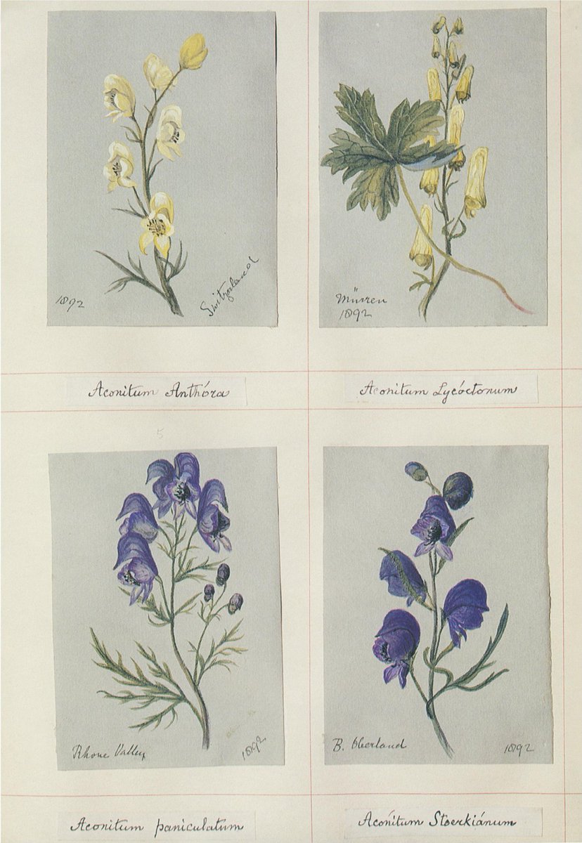 lorraineelizab6's tweet photo. Katherine Plunket (22 Nov 1820 #Kilsaran #Castlebellingham #Louth-14 Oct 1932). Botanical illustrator & aristocrat; flowers in France, Italy, Spain, Germany & Ireland; 1970, presented to @NBGGlasnevinOPW. In 1st GWR book as lived 111 years, 327 days! 🪻🌹 https://t.co/7xg2GmqoDz https://t.co/Ur7BDpBpZy