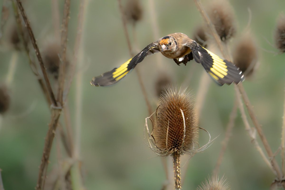 IslandWetlands tweet picture