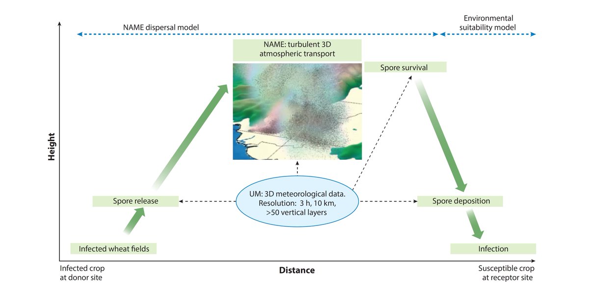 wheatpath's tweet photo. Developing predictive #models and early warning systems for invading pathogens: #Wheat #rusts, by @profcagilligan @cam_plantepi https://t.co/HDUJPn89A9 https://t.co/wuHU96Lkml
