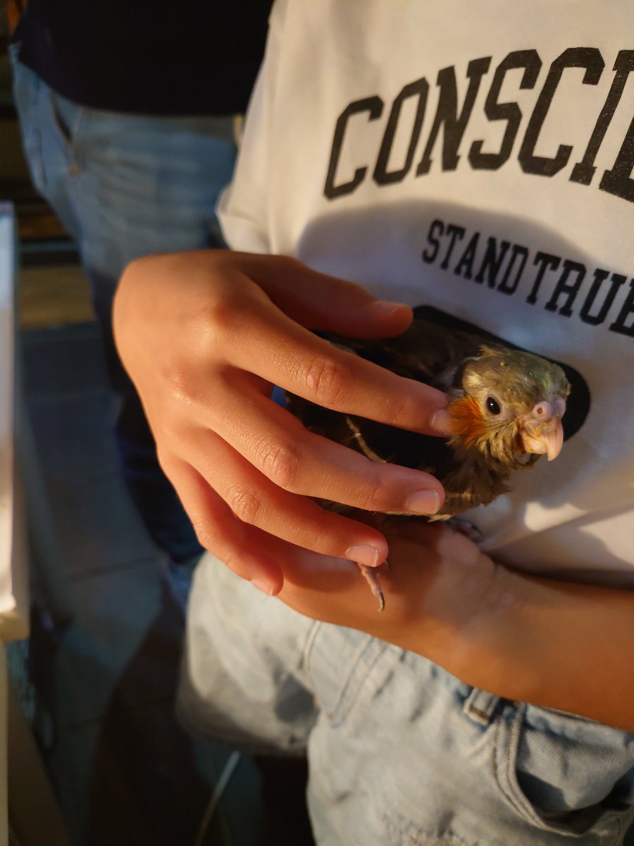 ご自宅で鳥さんを飼ってらっしゃるというお兄ちゃん、お姉ちゃん🎶
触れ合い方が慣れてて、インコちゃんたちも大人しく収まってますね🤭

🐤ちなつ🐤

#ふくろうカフェRicky盛岡店
#盛岡市