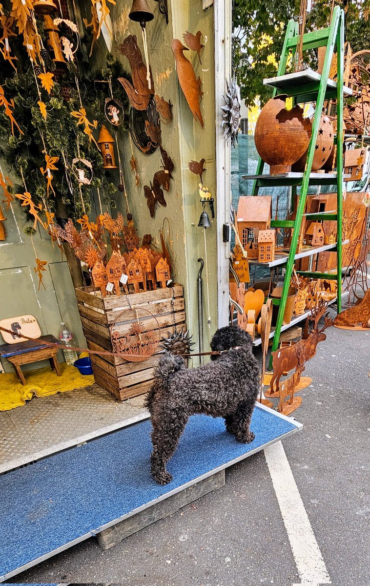 UMZiegeroski's tweet photo. The "watch dog" ๐
Photos from the Market Days 2024 here๐ถโโ๏ธ๐๐๐๐๐ชด๐บ๐๐๐๐๐ฅ๐ฝ๐ง
๐โ๐ซ๐ฅ๐๐๐ญ๐ฏ๐ฅ๐ท๐ป๐ง๐๐ #Neuwied #Markttage #marketdays #Herbst #fall #autumn #harvest #art #foodsafetydepartment #wine #books #charity #pumpkin https://t.co/4mkpe8aMjT