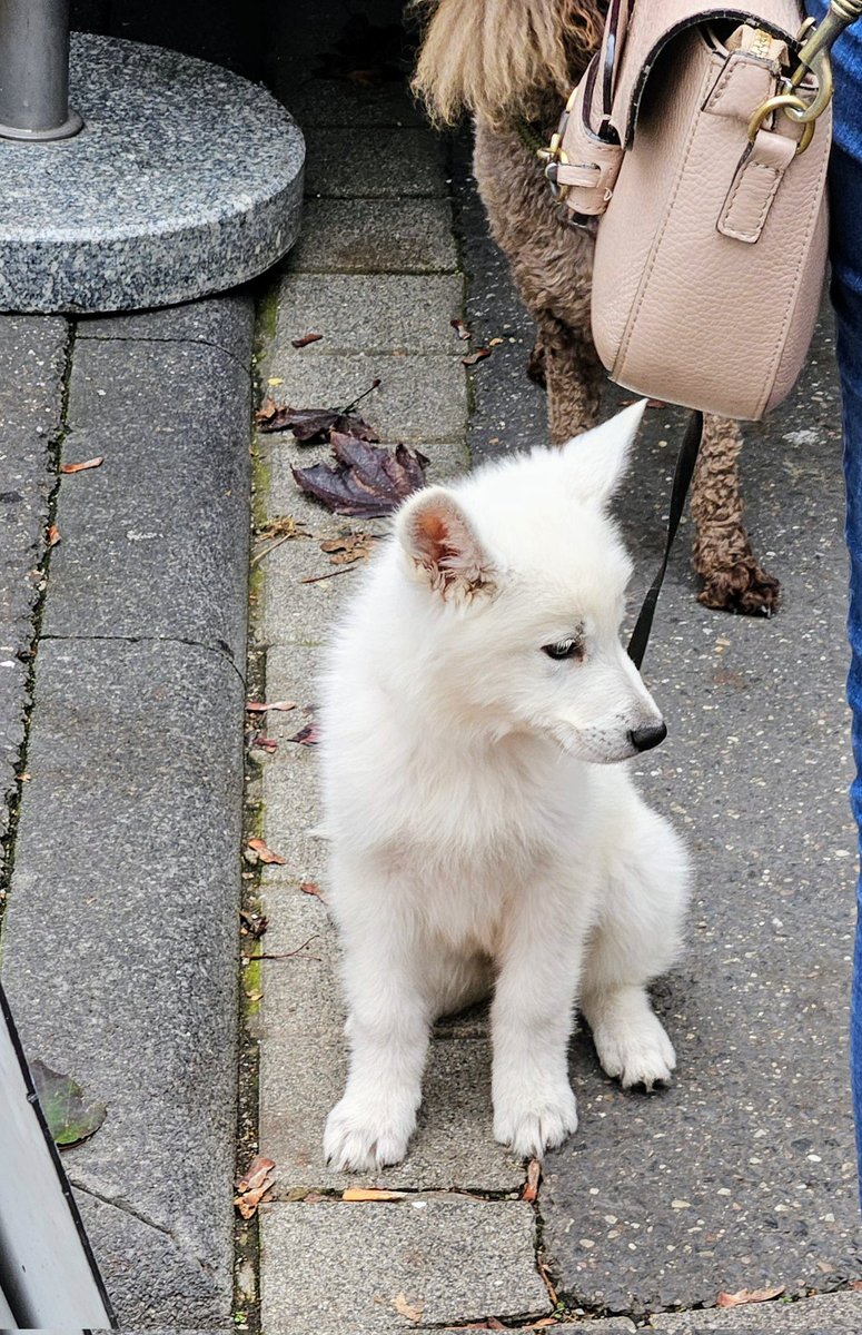 UMZiegeroski's tweet photo. The puppy it's friends ๐๐โ๐ฆบ
Photos from the Market Days 2024 here๐ถโโ๏ธ๐๐๐๐๐ชด๐บ๐๐๐๐๐ฅ๐ฝ๐ง
๐โ๐ซ๐ฅ๐๐๐ญ๐ฏ๐ฅ๐ท๐ป๐ง๐๐ #Neuwied #Markttage #marketdays #Herbst #fall #autumn #harvest #art #foodsafetydepartment #wine #books #charity #pumpkin https://t.co/orE4RrO9Nu