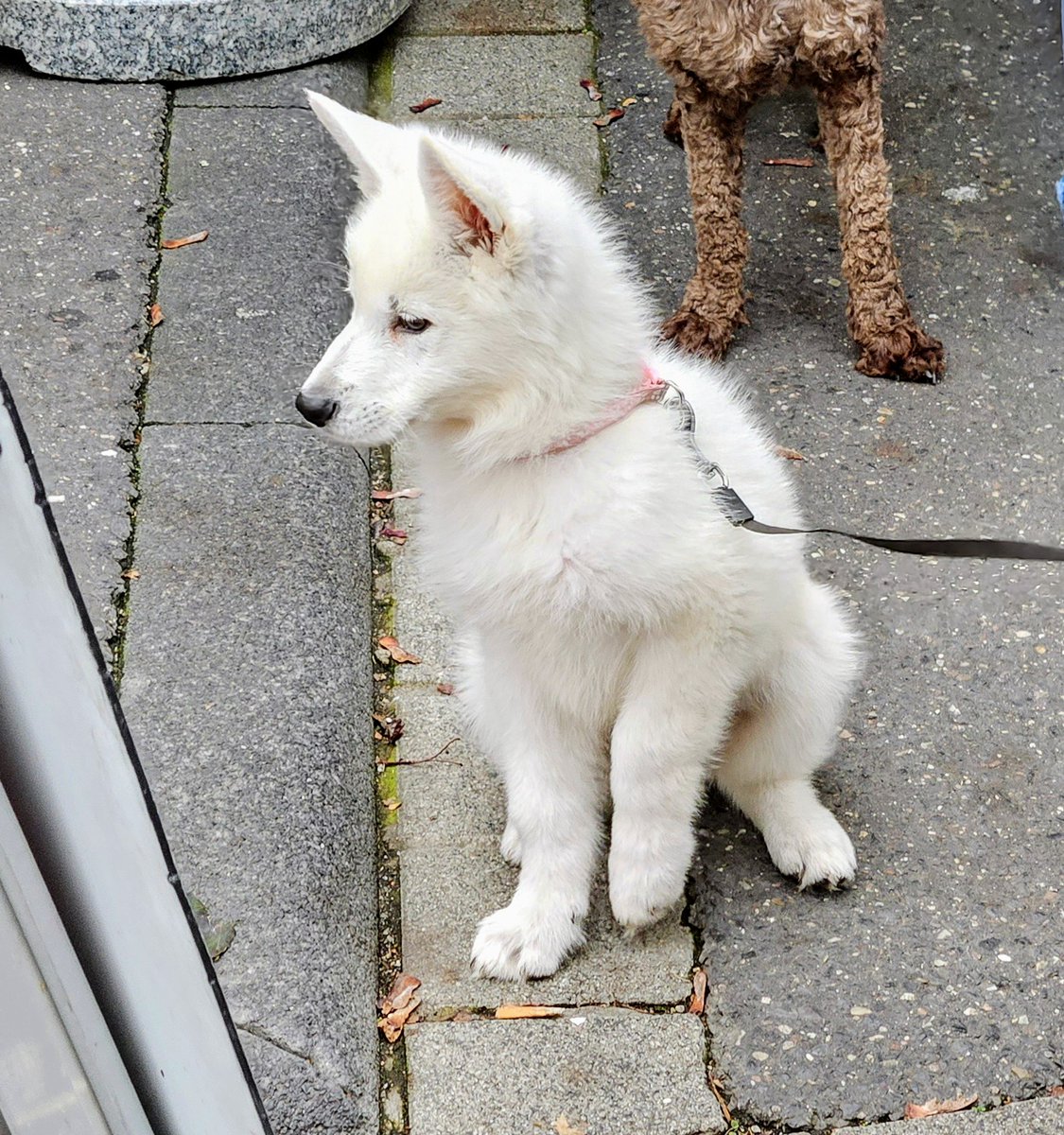 UMZiegeroski's tweet photo. The puppy it's friends ๐๐โ๐ฆบ
Photos from the Market Days 2024 here๐ถโโ๏ธ๐๐๐๐๐ชด๐บ๐๐๐๐๐ฅ๐ฝ๐ง
๐โ๐ซ๐ฅ๐๐๐ญ๐ฏ๐ฅ๐ท๐ป๐ง๐๐ #Neuwied #Markttage #marketdays #Herbst #fall #autumn #harvest #art #foodsafetydepartment #wine #books #charity #pumpkin https://t.co/orE4RrO9Nu