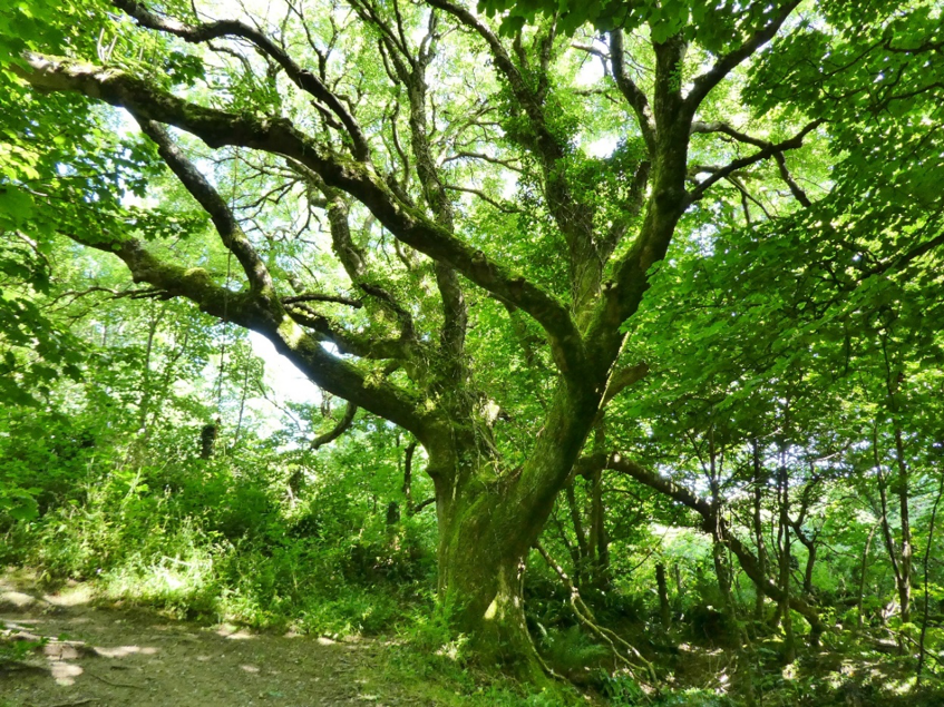 Great photo from one of our park advisors, Chris Knapman, who discovered this veteran Ash at Twitchen House Holiday Park in Devon. #BellamyPledge #BHHPA