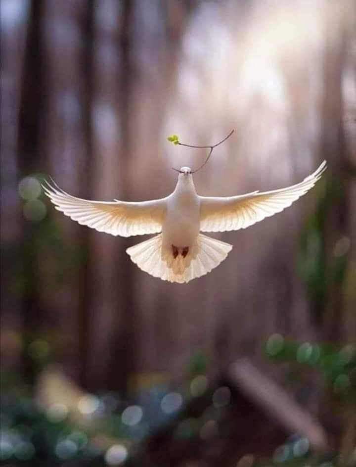 Sabine 🌟💛💫 tweet media