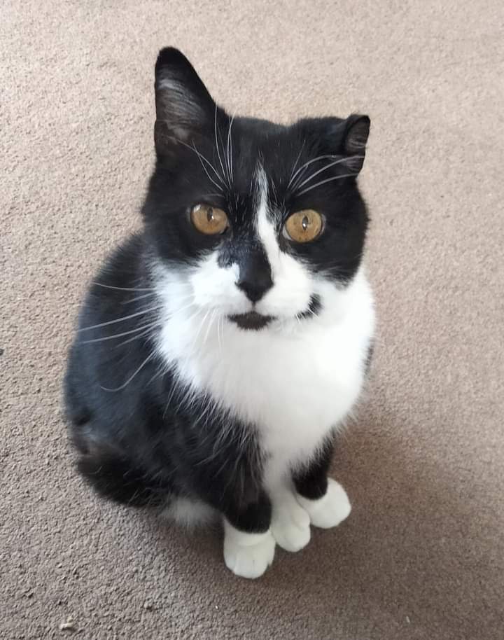 CezG75's tweet photo. @shouldhaveanima My Hamish 😻 https://t.co/U9L4TrQ76j