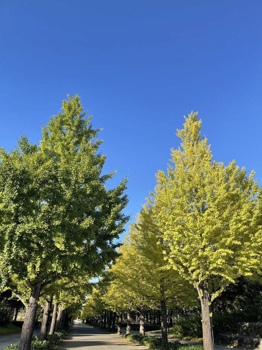datema3mune's tweet photo. 昨日は天気が良く
秋を感じながらウォーキング

３連休も終わってしまいますが
今週もがんばりましょう https://t.co/ii2JDsbUuy