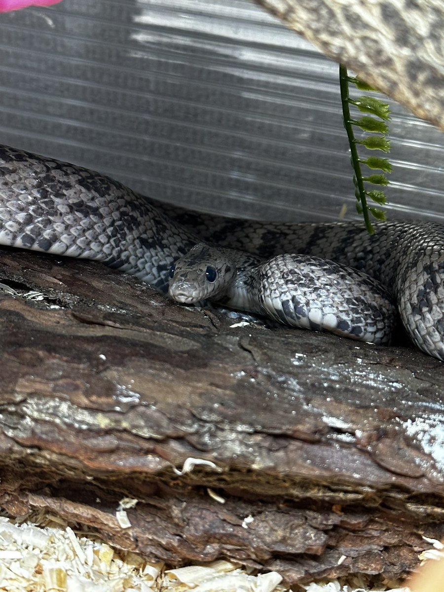 我が家のメンテ難易度C級の六花ちゃんは今日も変わらずマイペース(꜆꜄꜆^._.^)꜆꜄꜆

 #コーンスネーク