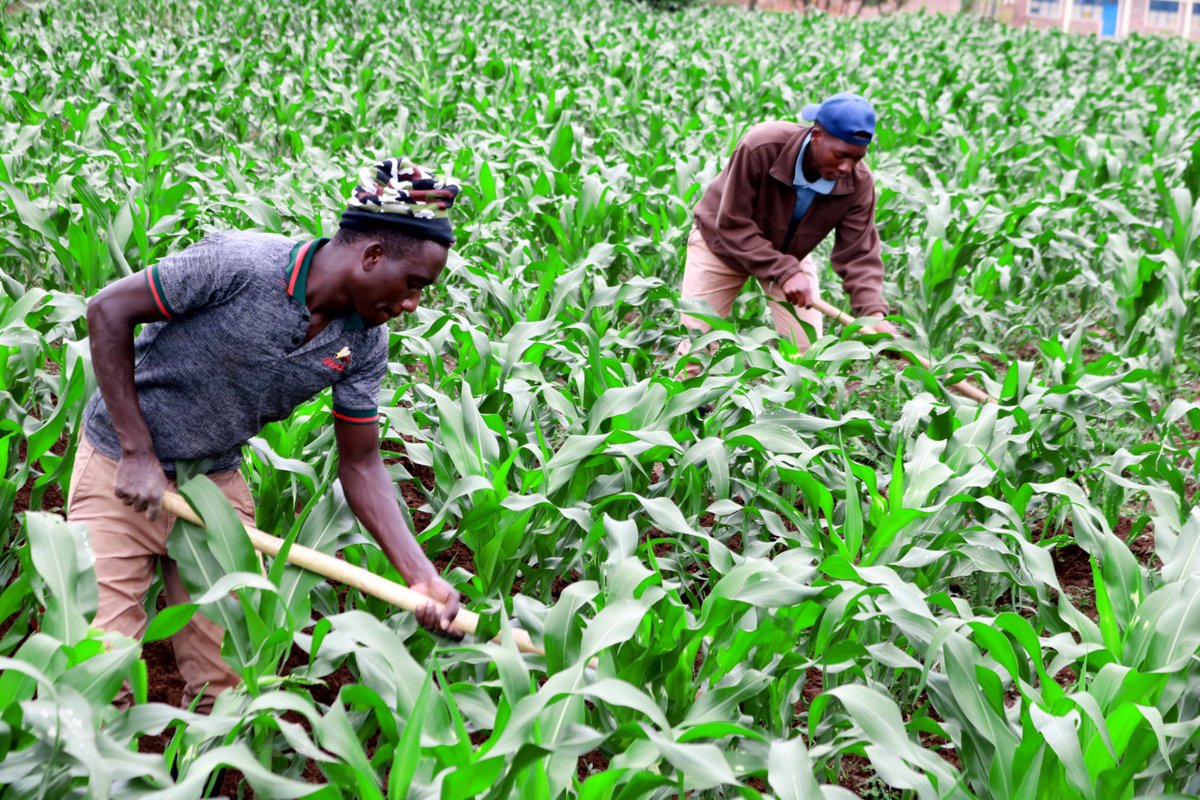 AgriTrials's tweet photo. Happy and fruitful new week, farmers! Maximize your productivity with us. Use #SmartInput digital solution to manage your farm inputs precisely, available at Playstore (https://t.co/GvIV1jVREj) and Connect with our verified agronomists for daily farming advice.#FarmingWithUs. https://t.co/hrwjnDNSEw