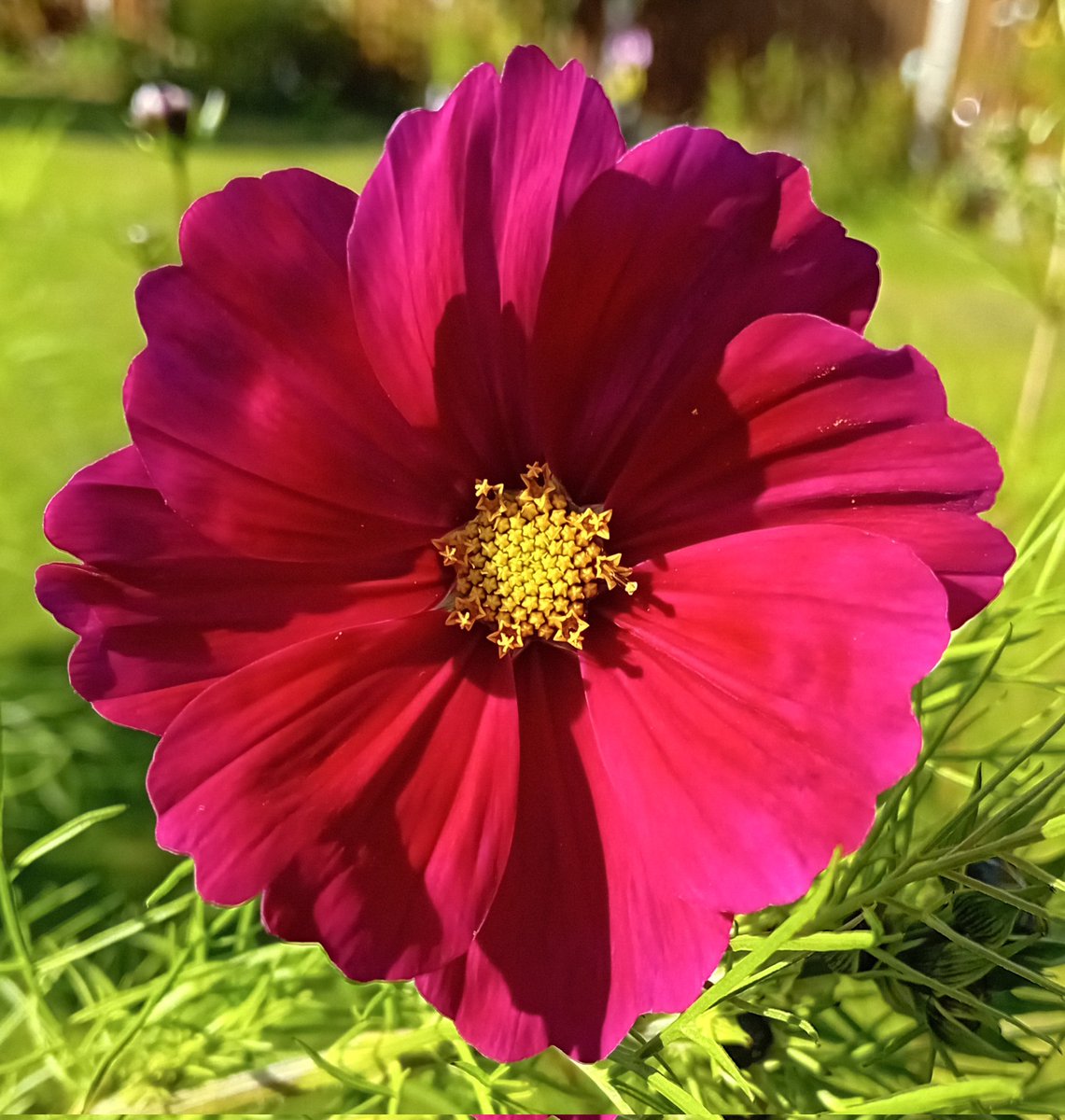 Hilary Taylor tweet media