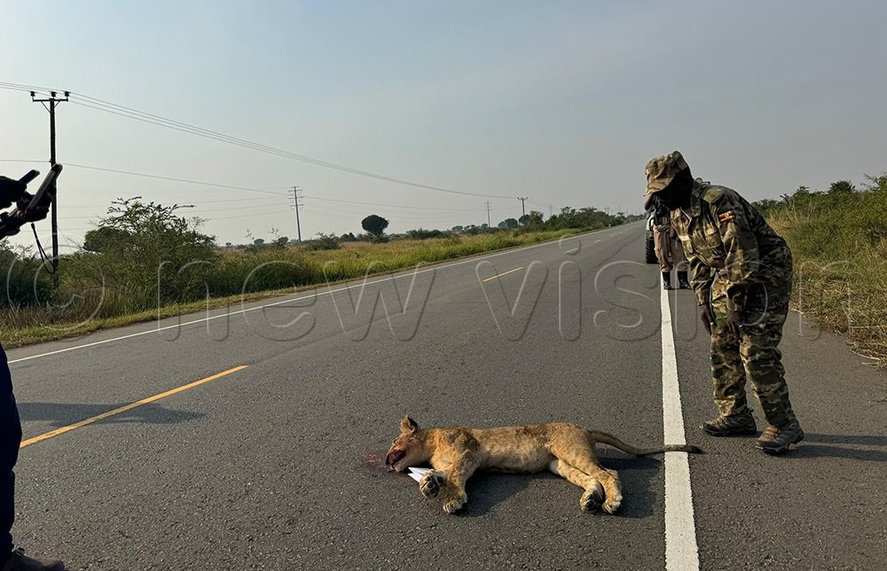biankalucky_1's tweet photo. Road safety isn't just about humans—it’s about protecting wildlife too! Animals near parks are at risk of road accidents. Let's slow down, observe signs, and stay alert, especially near wildlife zones.
#RoadSafety #WildlifeProtection #DriveSafe #Conservation #libertyinsurance https://t.co/05OXOhKTro