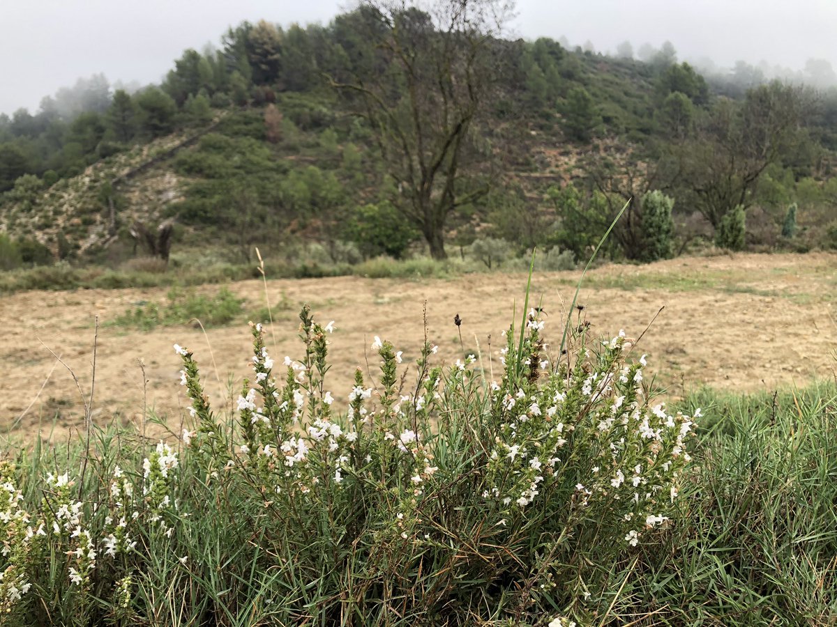 ToniBarreraEsco's tweet photo. La #sajolida o #saborija (#ajedrea en castellà) encara amb flors al camí de la Canyada de #Zucaina #AltoMijares #Sucaina #AltMillars #PaísValencià #Fenologia #FenoVal🌸 #FenoCat🌸.
📸 Fotos de dissabte passat 12/10/2024 a migdia @apuntoratge. https://t.co/RjXR5MvrPa