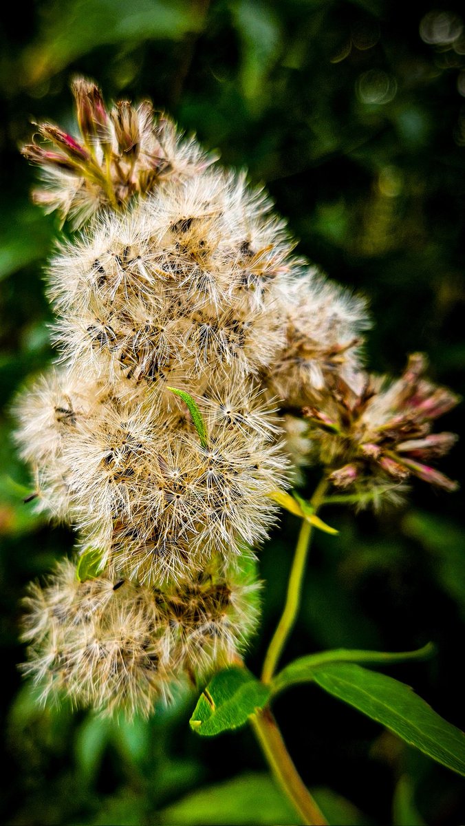 dinobreezy's tweet photo. Goodmorning everyone ☕️ Enjoy the start of a new week with this #MacroMonday photo 📸 of the Solidago or Goldenrods,  in Dutch 🇳🇱 Guldenroede 

#GoodMorning
#Mondaymotivaion #Guldenroede #solidago #macrophotography #nature #goldenrods https://t.co/W21UZ2AEN2
