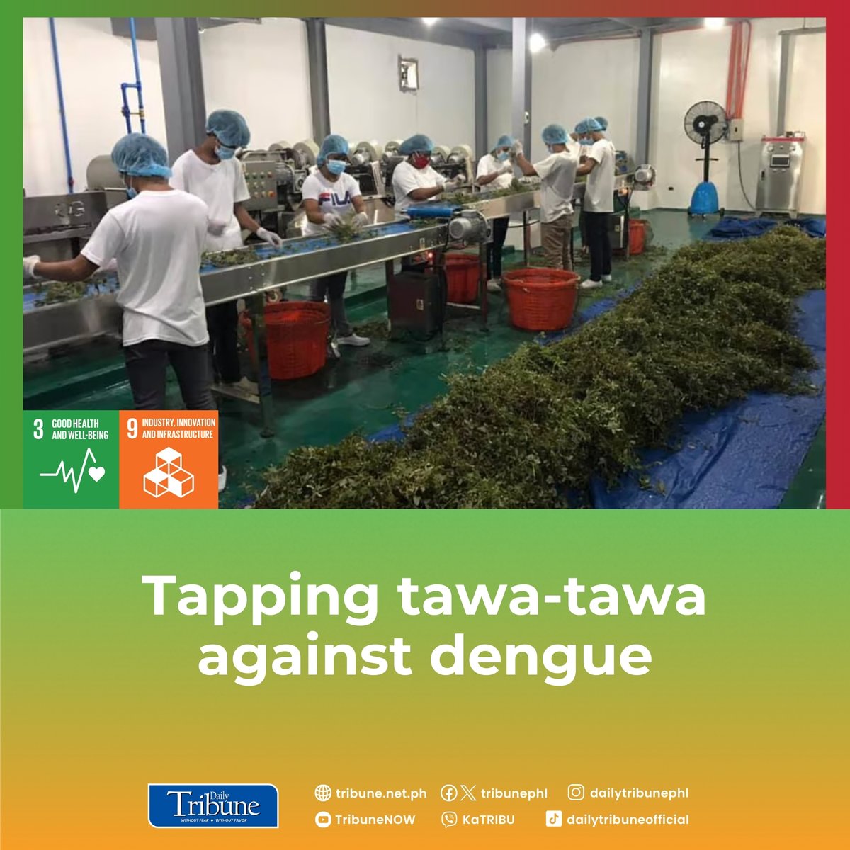 tribunephl's tweet image. A private-public collaboration has successfully produced the first herbal food supplement for dengue in the country.

Read more at: tribune.net.ph/2024/10/13/tap…

#Tawatawa #SDGGoals #DailyTribune