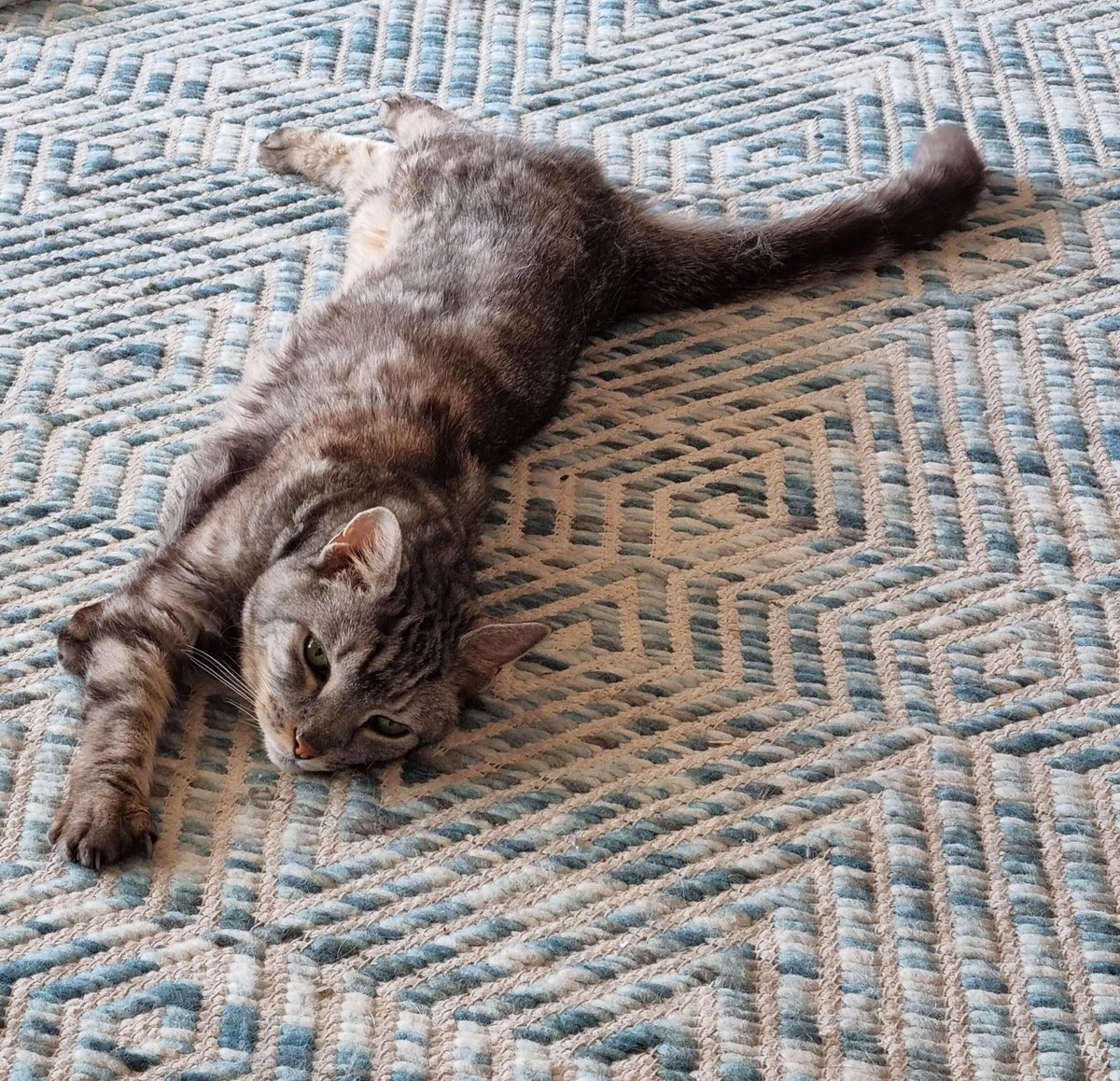 Dahyun_Chae's tweet photo. @egoraptor Not sweet baby Mochi 😭 it's absolutely devastating to lose a Furbaby, we lost our 19 yo Lucy last year. But I think it comforts me knowing we gave them the best life, filled with love and, in Mochi's case, butt pats. 

My biggest condolences 💜 https://t.co/ynDOXb16cG