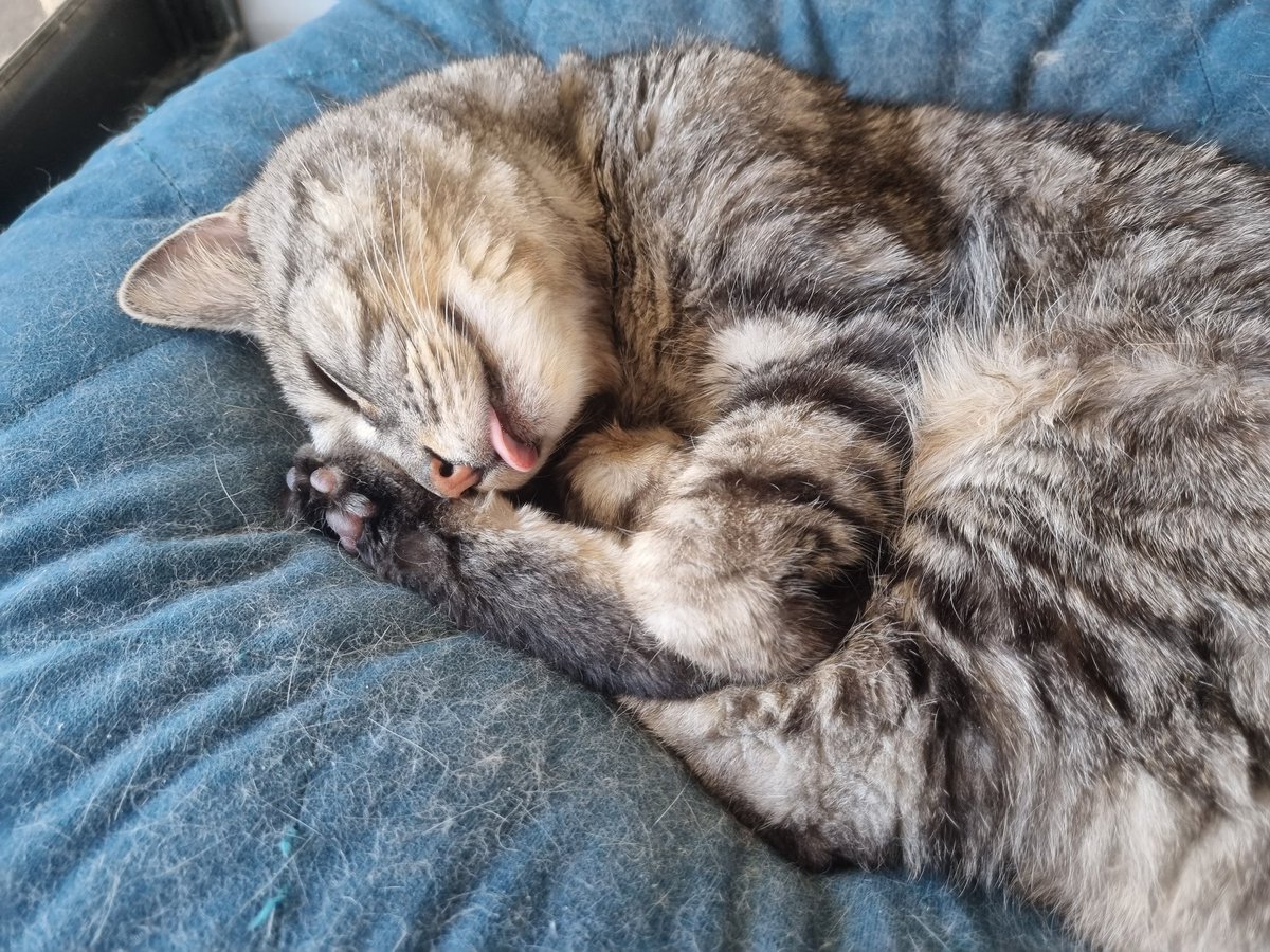 Dahyun_Chae's tweet photo. @egoraptor Not sweet baby Mochi 😭 it's absolutely devastating to lose a Furbaby, we lost our 19 yo Lucy last year. But I think it comforts me knowing we gave them the best life, filled with love and, in Mochi's case, butt pats. 

My biggest condolences 💜 https://t.co/ynDOXb16cG